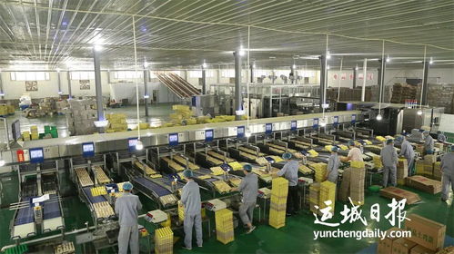 實施鄉村振興的新支撐 我市加快推進農產品精深加工產業高質量發展